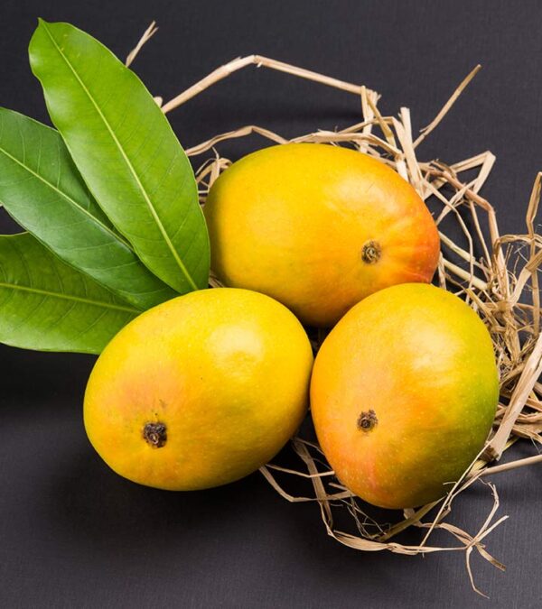 Devgad Alphonso Mango | Villkart